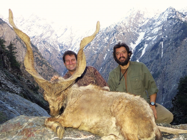 Pakistan / Kashmir Markhor