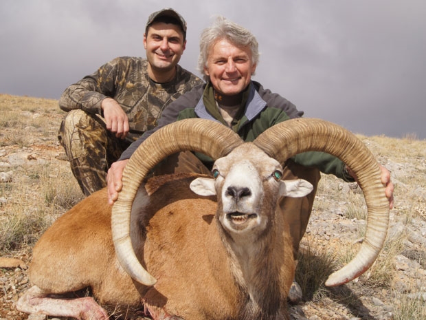 Turkey / Konya Sheep